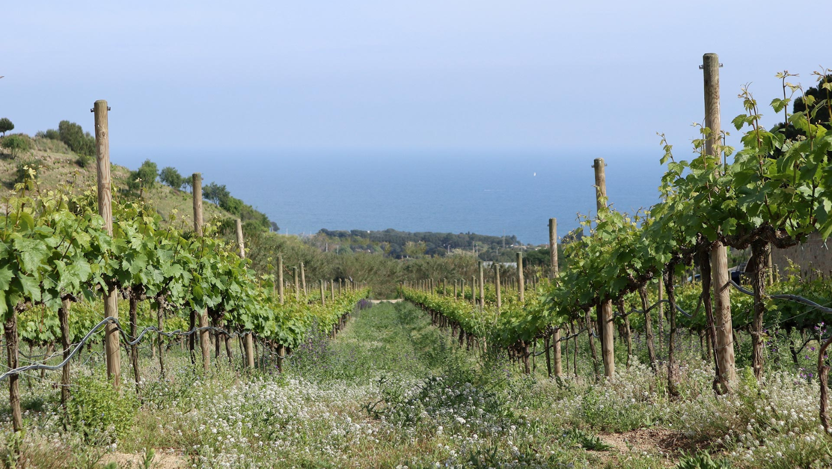 Art Laietà Winery Experience