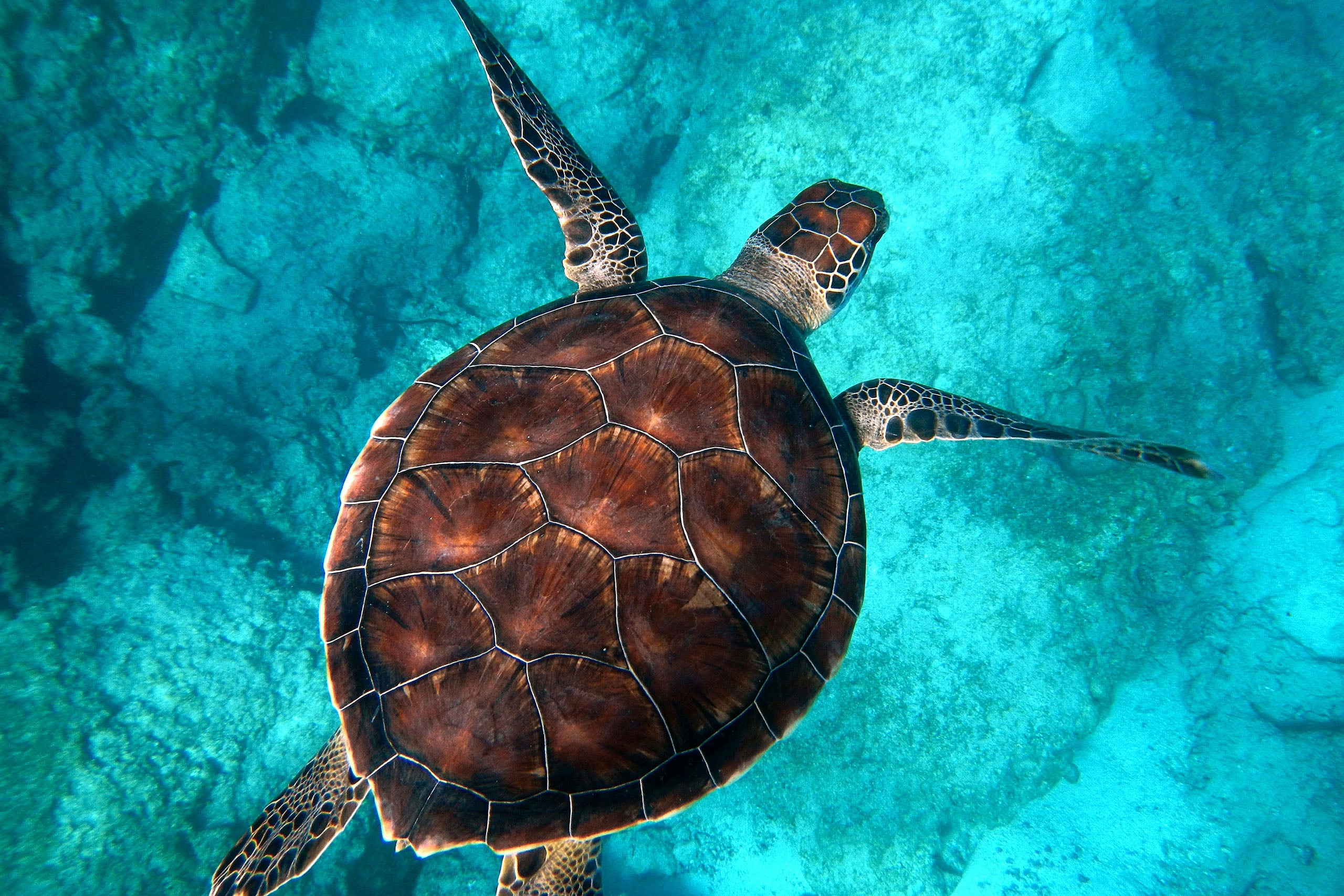 Sea Turtle
